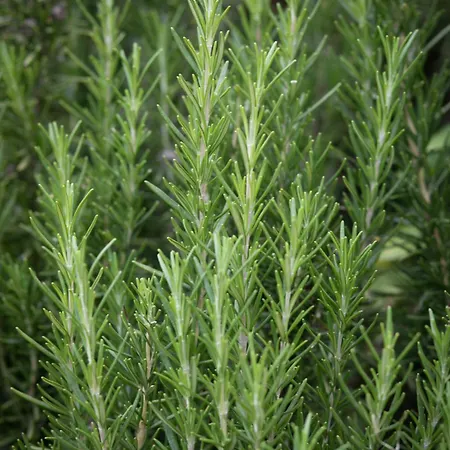בית חווה Agriturismo San Leonardello San Leonardello